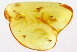 Seven Fossil Fungus Gnats and Two True Midges In Baltic Amber #310920-1